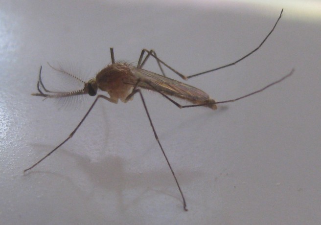 diferencas-culex-mosquito-dengue